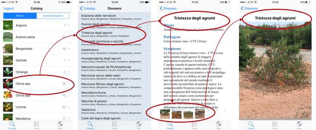 ESEMPIO DI ATLANTE FITOPATOLOGICO